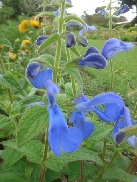 Salvia patens